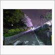 駒場の夜桜