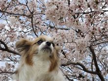 サクラは咲いたが・・・