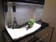 アクアリウム始めました