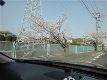 川に恋する桜の木