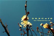2 6 3 C a f e