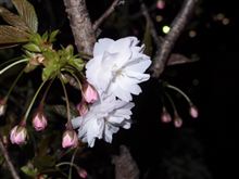 春だね。家の... 春だね。家の...