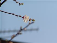 桜が咲いた！