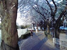 桜　マイ　ジョギングロード！！。