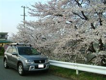 今年も桜の季節がやって来ました