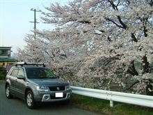 今年も桜の季節がやって来ました 