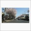 今年の桜も･･･