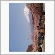 富士山と桜