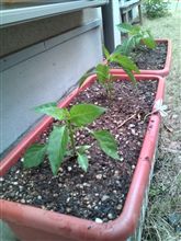 ピーマンの苗を植えました。