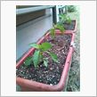 ピーマンの苗を植えました。