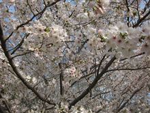 満開の桜のもとで