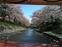 花見で富山・松川遊覧船にて