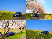 エコインサイトのぶらり旅～一眼片手に桜の撮影スポットへ～