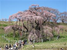 三春滝桜