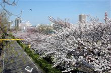 8分咲き