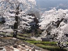 桜満開の下呂温泉　最高燃費記録
