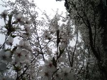 ドライブ日和☆in寺尾千本桜