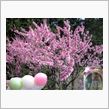 ピンクな桜～