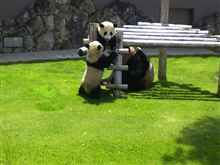 パンダとご対面♪