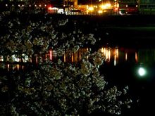 夜のお花見ドライブ