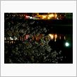 夜のお花見ドライブ