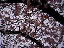 夜の動物園で夜桜見物