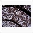 夜の動物園で夜桜見物