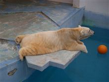 シロクマが立ったの！