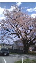 矢吹町の桜