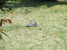 鳩が庭でくつろぐ