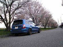 散り始めましたね・・