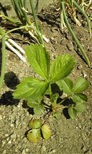 このイチゴは家庭菜園か？