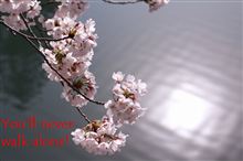２０１１年の桜