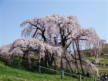 福島の桜