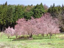 さくら♡サクラ♡桜