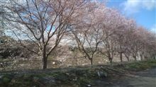 気仙沼の桜