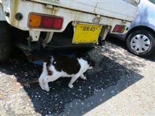 「おはしょう」のクルマ達