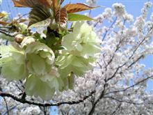 御衣黄桜 御衣黄桜