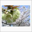 御衣黄桜