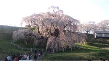 三春の滝桜2011