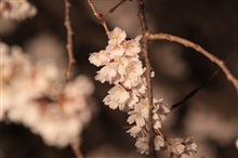 ライトアップされた桜
