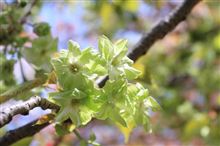 関西で桜観旅２０１１春　その４　－造幣局　桜の通りぬけ－