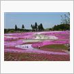 秩父 羊山公園の芝桜