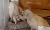 特殊な戦闘スタイルの猫!!^^