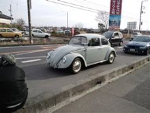 ドイツ産カブトムシ