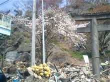 希望の光。石巻で桜。