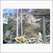 希望の光。石巻で桜。