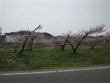 満開