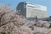 改修中の姫路城と周辺の桜です。 改修中の姫路城と周辺の桜です。