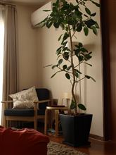 観葉植物の居場所。
